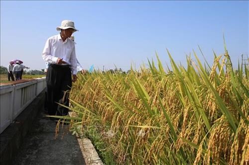 Trà Vinh khuyến khích sử dụng 3 nhóm giống lúa cho vụ Hè Thu 2023
