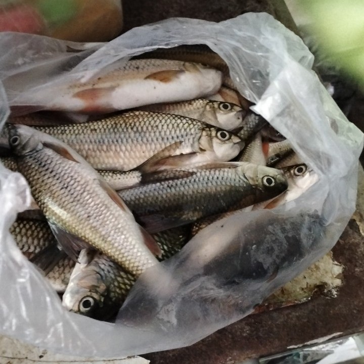Cá chết do người dân vớt trên sông Nước Bươu. Ảnh: baoquangnam.vn
