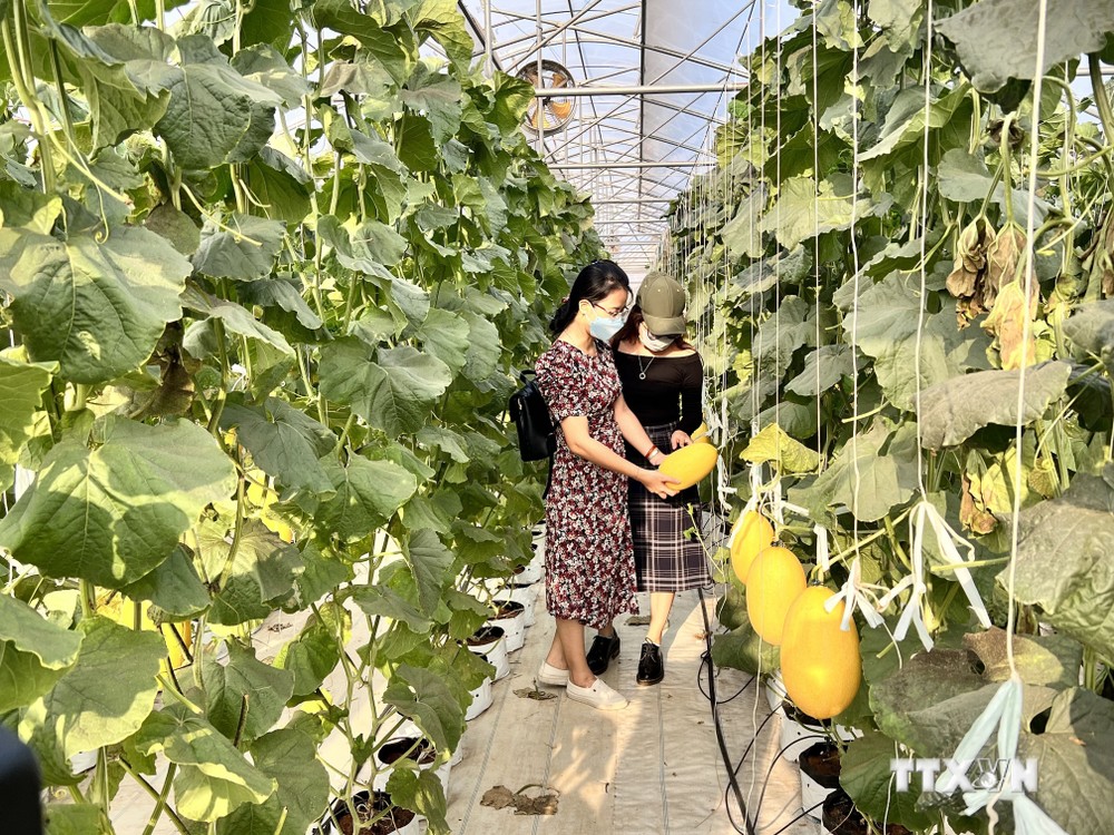 Trang trại Bình An, mô hình nông nghiệp ứng dụng công nghệ cao ở huyện Hàm Thuận Nam (Bình Thuận), là điểm đến hấp dẫn du khách. Hồng Hiếu- TTXVN
