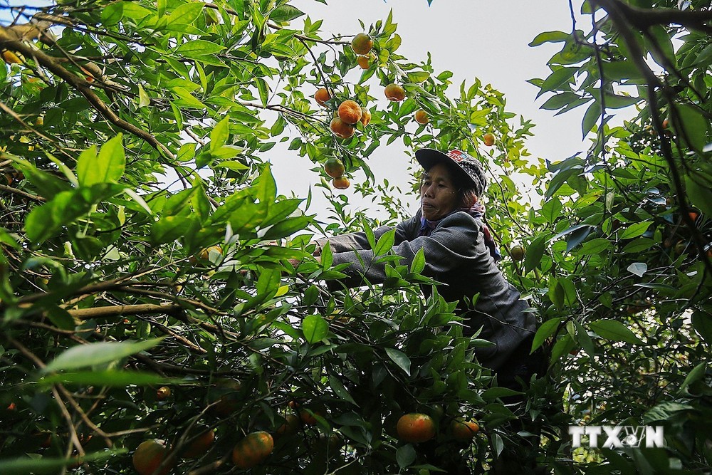 Nông dân huyện Cao Phong thu hoạch cam. Ảnh: Trọng Đạt - TTXVN
