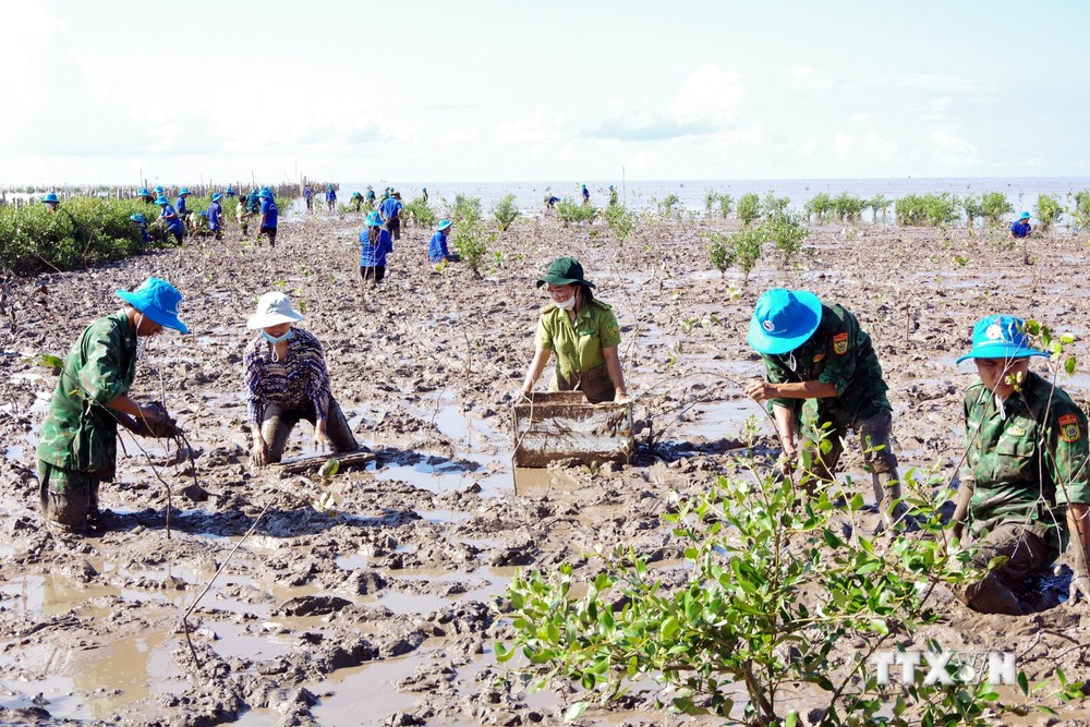 Các đơn vị phối hợp trồng cây gây rừng khu vực bãi bồi ven biển thị xã Vĩnh Châu, Sóc Trăng. Ảnh TTXVN phát
