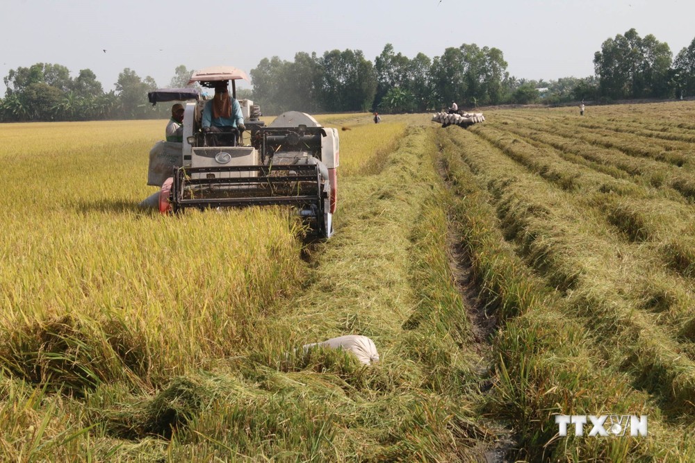 Thu hoạch lúa ở Tiền Giang Ảnh: Minh Trí - TTXVN