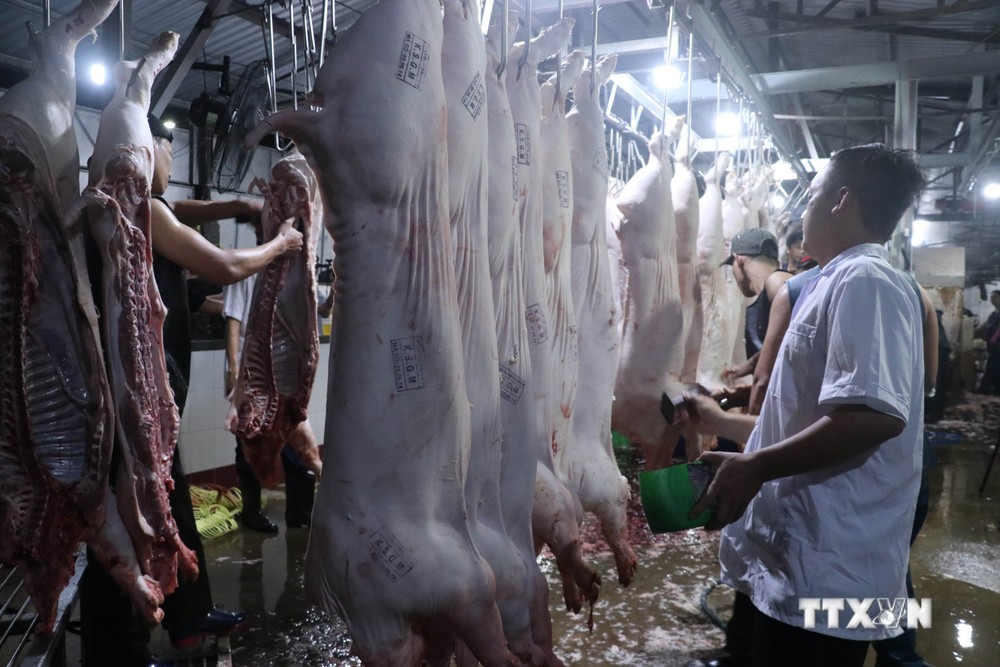 Cán bộ thú y kiểm tra sản phẩm thịt lợn trước khi xuất ra khỏi cơ sở giết mổ. Ảnh: Bùi Giang - TTXVN
