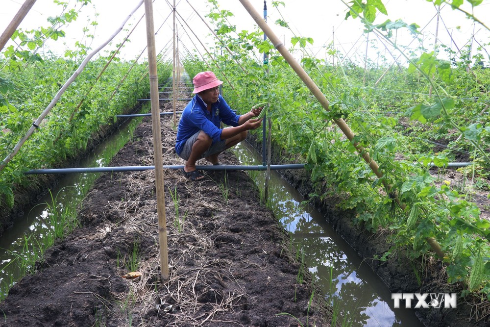 Chuyển đổi cây trồng từ đất trồng lúa sang trồng mướp đắng của gia đình anh Nguyễn Văn Tiến ở huyện Thanh Bình (Đồng Tháp). Ảnh: Nguyễn Văn Trí - TTXVN