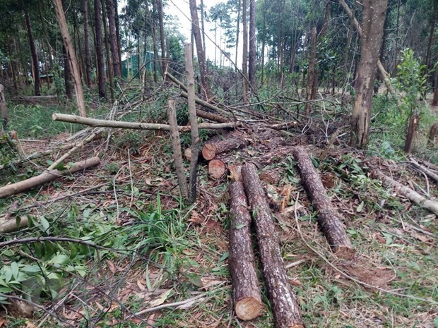 Lâm Đồng: Điều tra, xử lý nghiêm hành vi phá rừng tại tiểu khu 614