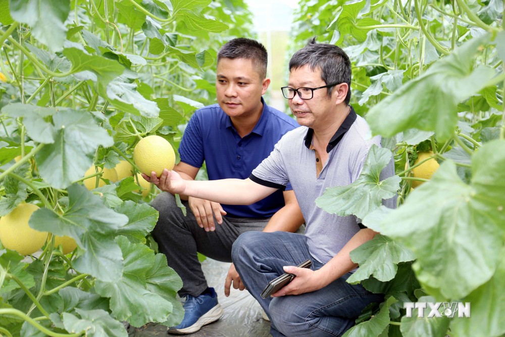 Mô hình trồng dưa lưới trong nhà kín, ứng dụng công nghệ cao mang lại hiệu quả kinh tế cao tại xã Kháng Nhật, huyện Sơn Dương, tỉnh Tuyên Quang. Ảnh: Quang Cường- TTXVN
