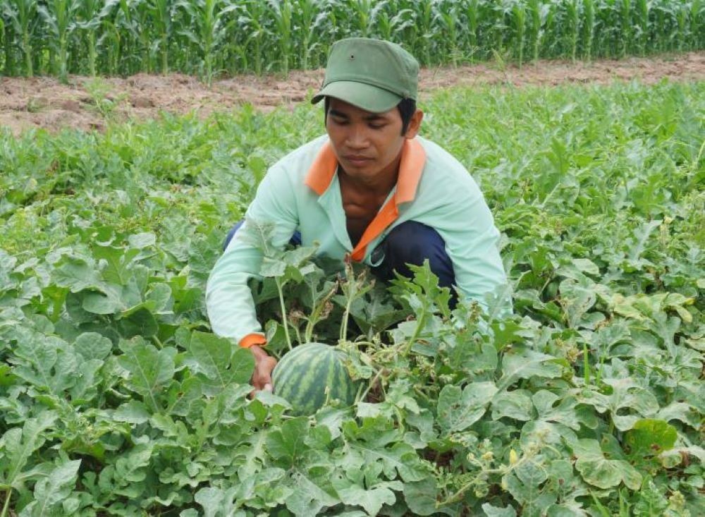 Anh Thạch Chung, ngụ tại ấp Ba Tiêu, xã Đa Lộc, huyện Châu Thành đã thực hiện mô hình trồng dưa hấu cho thu nhập ổn định. Ảnh: baobienphong.vn