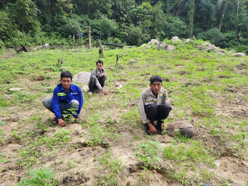 Bình Thuận: Tạm giữ hình sự ba đối tượng trồng cần sa trái phép trên Núi Bể