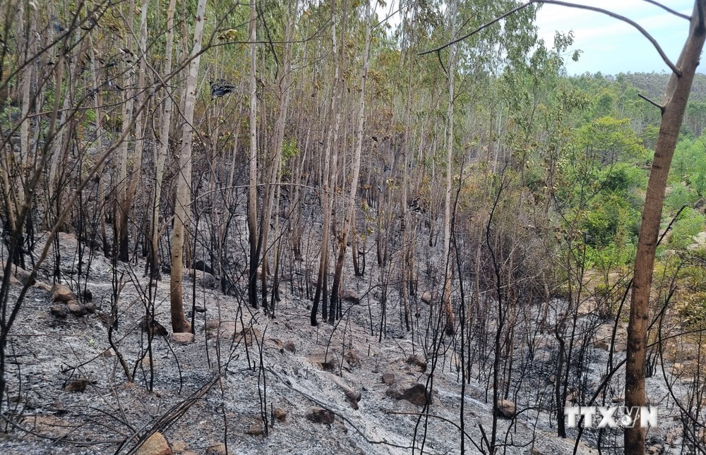 Phú Yên: Cơ bản khống chế vụ cháy rừng tại thị xã Sông Cầu