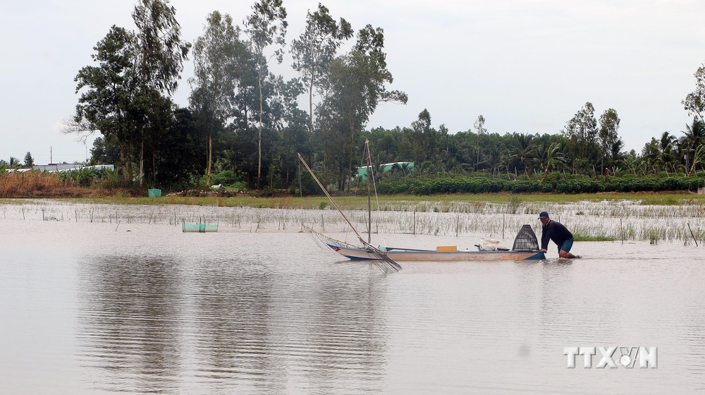Nông dân huyện Mỹ Tú (Sóc Trăng) đẩy côn để đánh bắt thủy sản trong mùa nước nổi. Ảnh: Tuấn Phi - TTXVN
