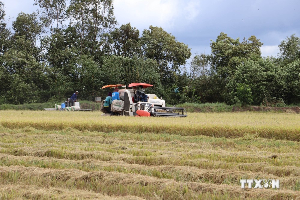 Thu hoạch lúa bằng cơ giới ở các huyện vùng ngập lũ Tiền Giang. Ảnh: Minh Trí - TTXVN