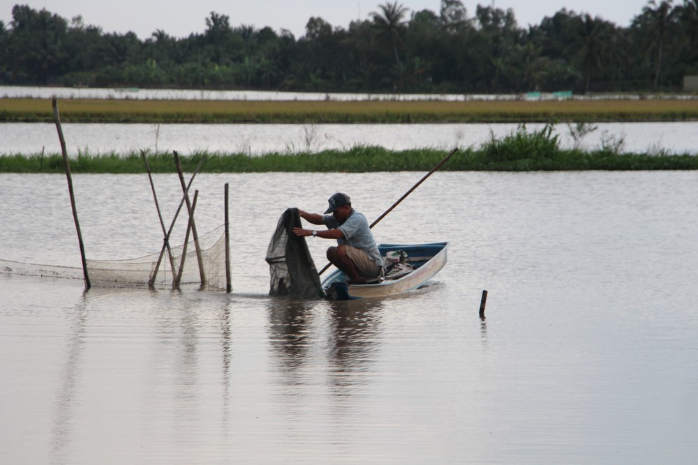 Nông dân huyện Vị Thủy tận dụng đồng ngập nước để nuôi cá trên ruộng. Ảnh: Hồng Thái - TTXVN
