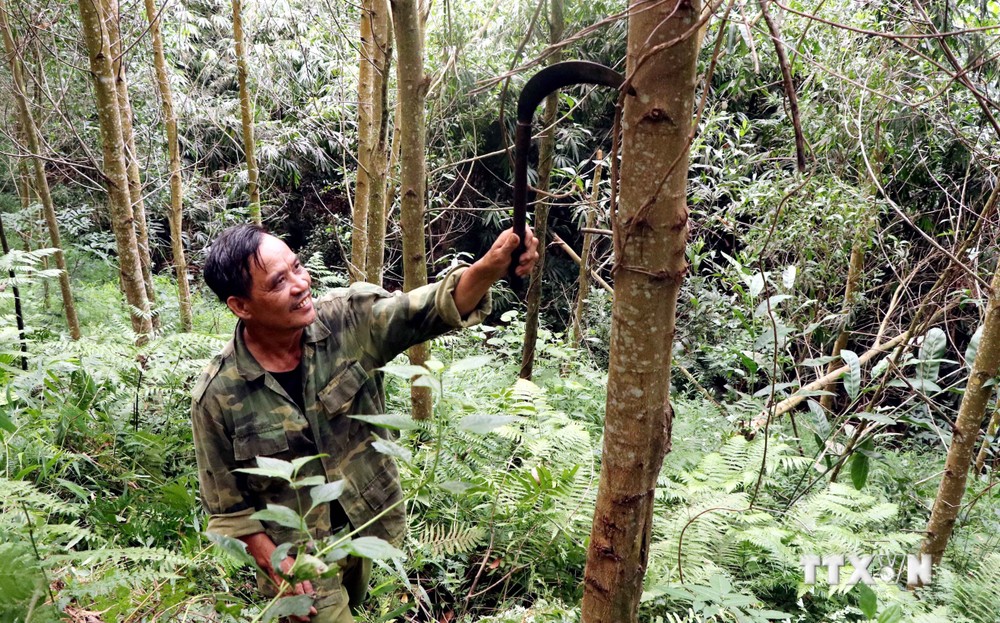 Ông Ma Trung Định, Thôn Cả, xã Minh Thanh, huyện Sơn Dương, chăm sóc diện tích rừng FSC của gia đình nhận khoán. Ảnh: Quang Cường –TTXVN.
