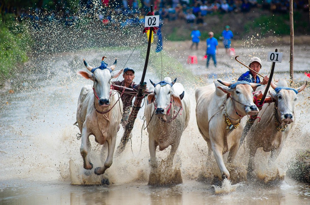 បណ្តាក្រុម​ប្រកួតនៅពិធីបុណ្យប្រណាំងគោនៅ​វត្ត​រោទ៍