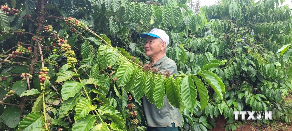 Vụ cà phê 2023, gia đình ông Võ Ngọc Thanh, trú tại xã Láng Lớn, huyện Châu Đức thu hoạch vụ cà phê thu lãi hơn 100 triệu/400 gốc cà phê. Ảnh: Hoàng Nhị - TTXVN