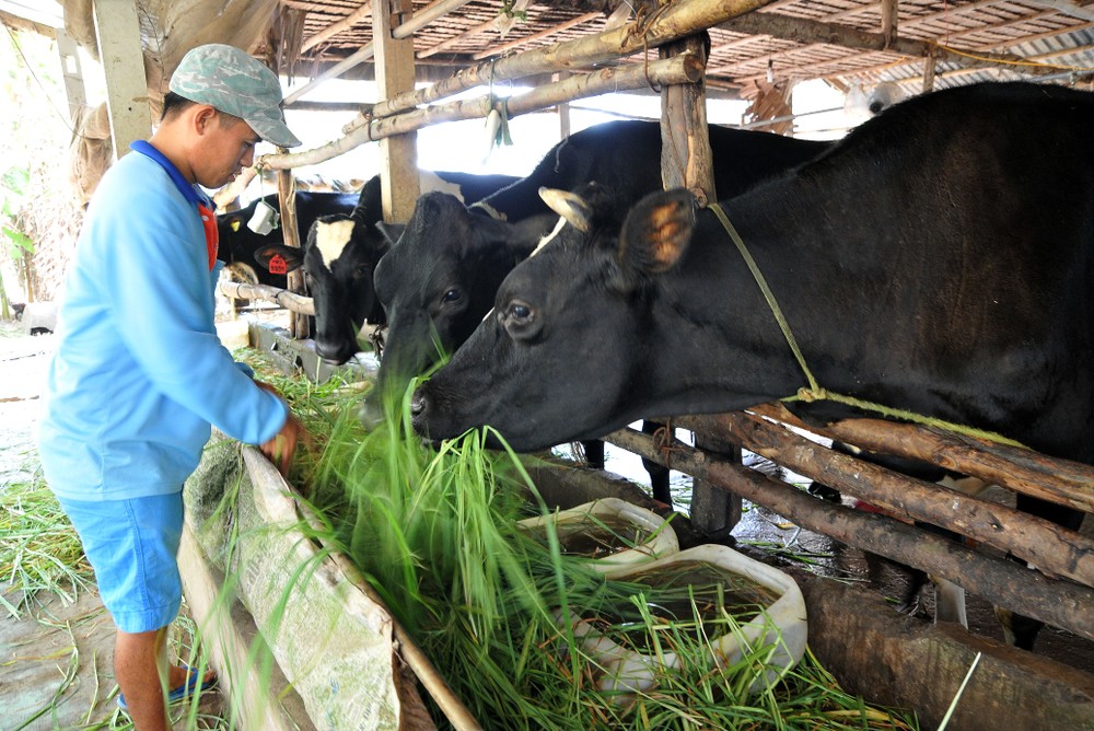 Chăn nuôi bò sữa giúp nhiều hộ đồng bào Khmer ở Sóc Trăng thoát nghèo. Ảnh: An Hiếu