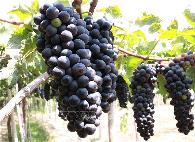 宁顺省着重研发优质酿酒葡萄品种