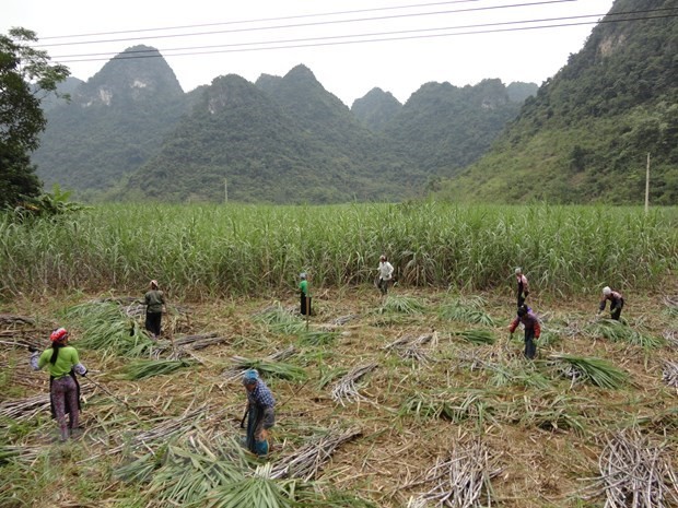 越南对来自泰国的食糖征收反倾销税助推国内制糖企业恢复发展