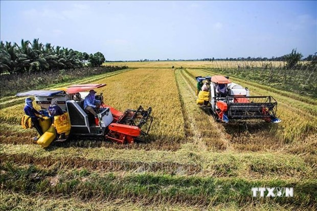 减少九龙江三角洲水稻生产中的温室气体排放量
