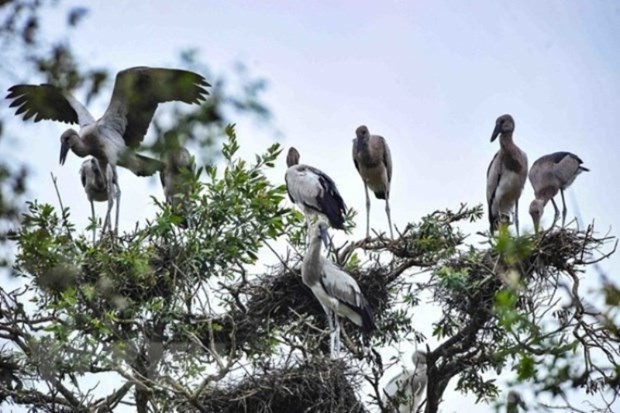 越南颁布法律规定紧急保护野生鸟类