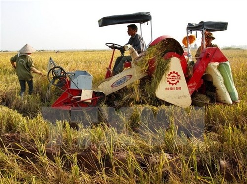 Nông dân huyện Kiến Xương sử dụng máy gặt đập liên hợp vào thu hoạch lúa vụ mùa. Ảnh: Ngọc Hà/TTXVN