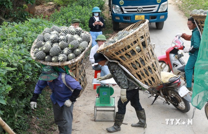 vna_potal_nguoi_dan_trong_dua_ban_lau_phan_khoi_duoc_mua_duoc_gia_7267095.jpg