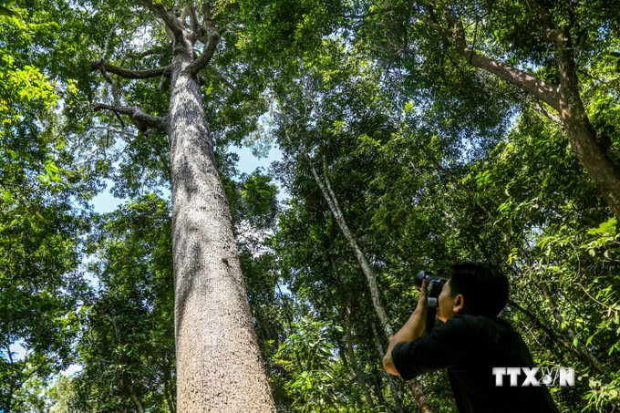Ngày Quốc tế về Rừng: Đổi mới sáng tạo để quản lý, sử dụng rừng bền vững