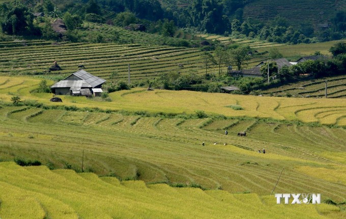 vna_potal_mua_vang_tren_nhung_thua_ruong_bac_thang_o_lai_chau_7002840.jpg