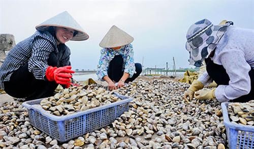 Trà Vinh: Khuyến khích phát triển nghề nuôi nghêu